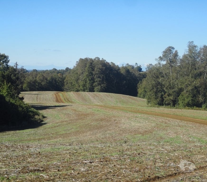 Venta de Haciendas Osorno Osorno - Fotos de Excelente Campo de 150 hectareas cerca de Osorno 