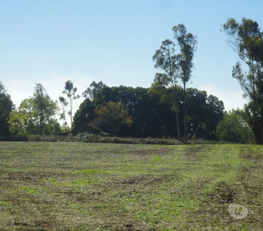 Venta de Haciendas Osorno Osorno - Fotos de Excelente Campo de 150 hectareas cerca de Osorno 