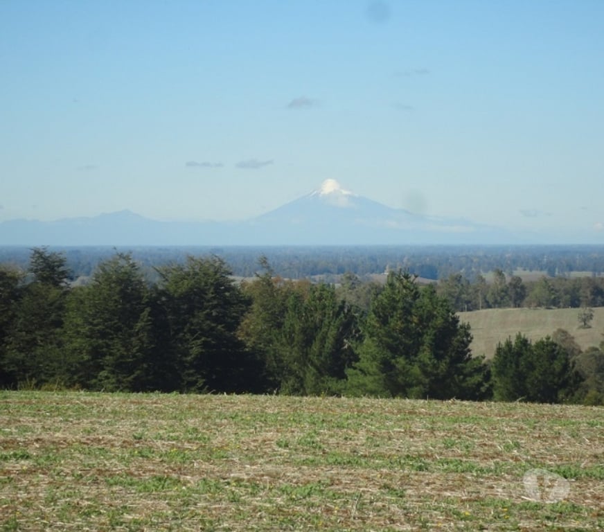 Venta de Haciendas Osorno Osorno - Fotos de Excelente Campo de 150 hectareas cerca de Osorno 