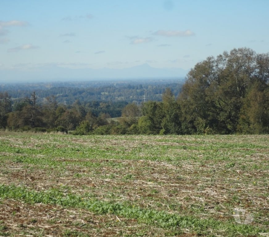 Venta de Haciendas Osorno Osorno - Fotos de Excelente Campo de 150 hectareas cerca de Osorno 