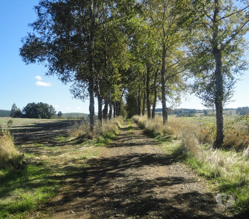 Venta de Haciendas Osorno Osorno - Fotos de Excelente Campo de 150 hectareas cerca de Osorno 