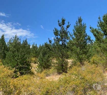 Campos en Venta Angol Malleco - Fotos de Excelente Campo Forestal de 44 hectareas en Angol