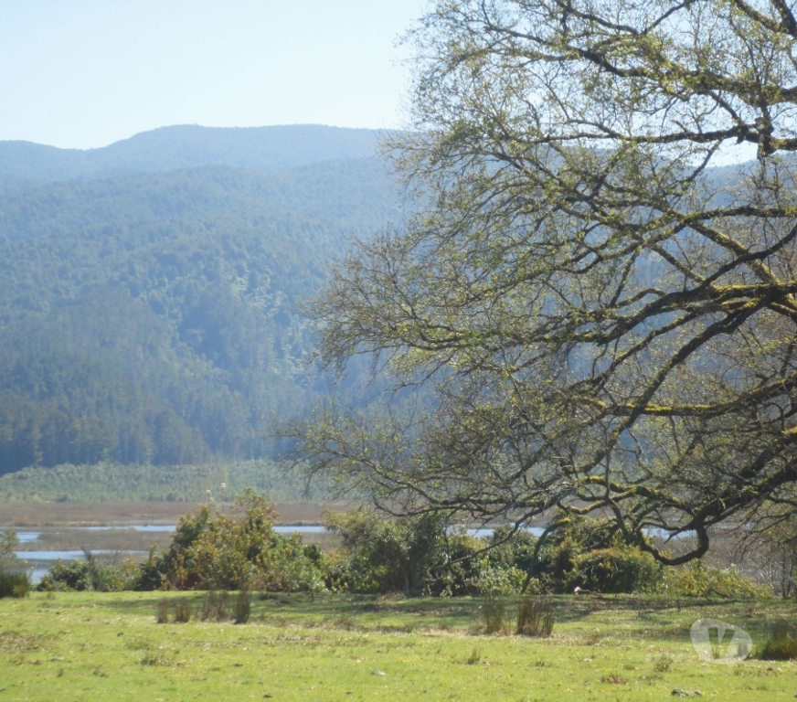 Venta de Haciendas Valdivia Valdivia - Fotos de Precioso Campo de 21 hectáraeas en Isla frente a Valdivia