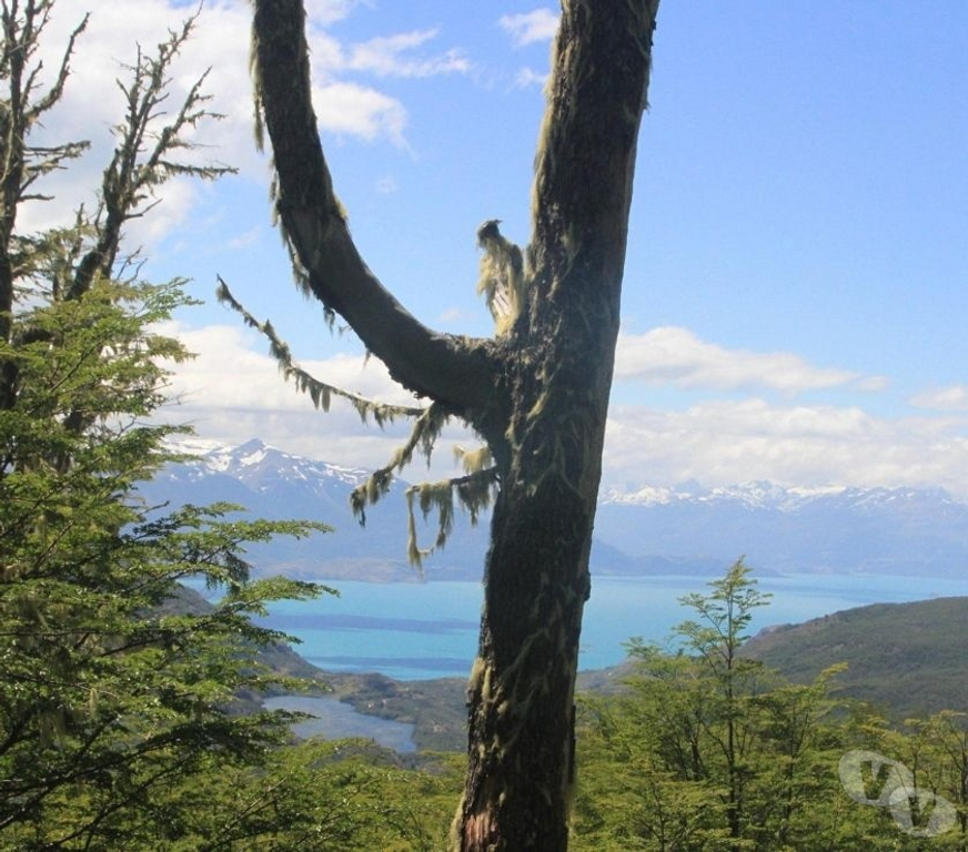 Venta de Haciendas General Carrera Chile Chico - Fotos de Campo de 295 hectareas Puerto Guadal Lago Gral Carrera-Aysen
