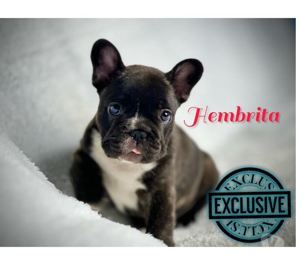 Gatos en Venta Santiago Santiago - Fotos de Hermosos cachorros bulldog inglés