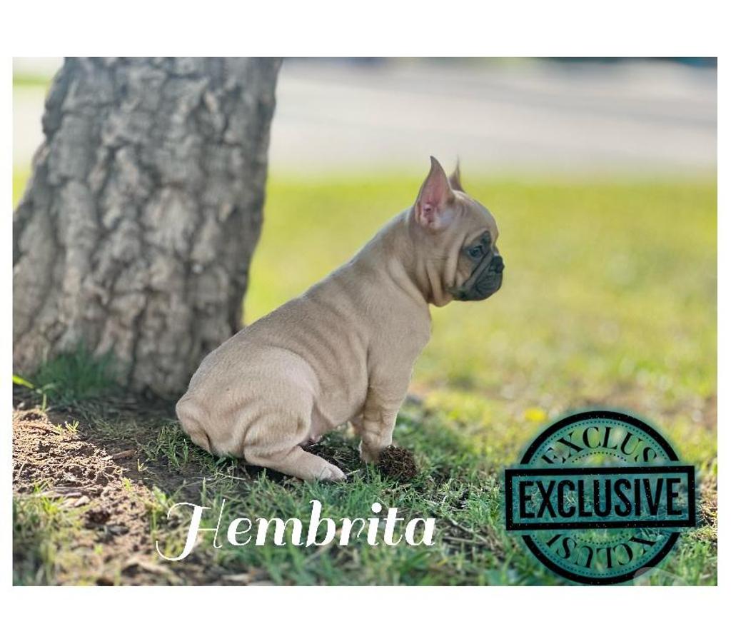 Gatos en Venta Santiago Santiago - Fotos de Hermosos cachorros bulldog inglés