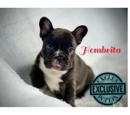 Perros en Venta Santiago Santiago - Fotos de Hermosos cachorros bulldog inglés