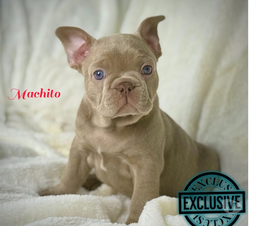 Gatos en Venta Santiago Las Condes - Fotos de Cachorros bulldog inglés & francés 949661414