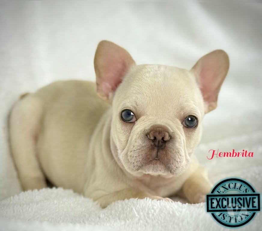 Gatos en Venta Santiago Las Condes - Fotos de Cachorros bulldog inglés & francés 949661414