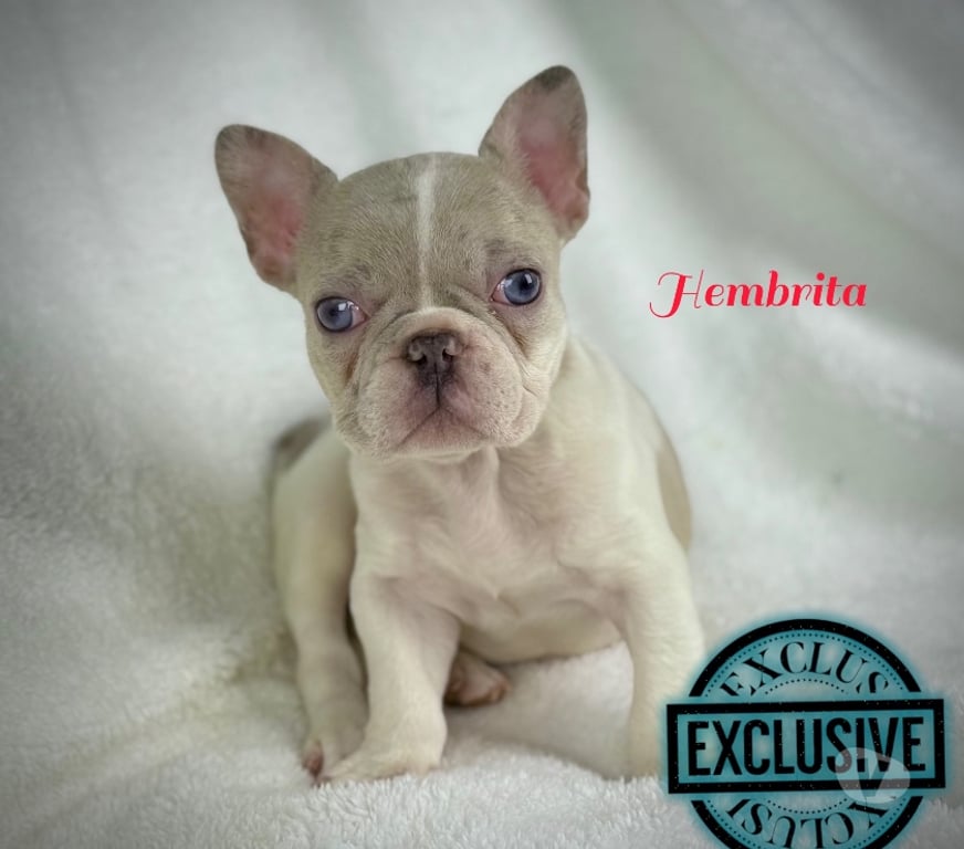 Gatos en Venta Santiago Las Condes - Fotos de Cachorros bulldog inglés & francés 949661414