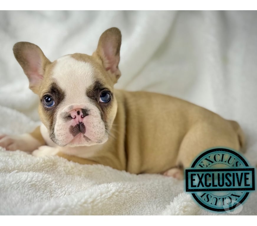 Gatos en Venta Santiago Las Condes - Fotos de Cachorros bulldog inglés & francés 949661414