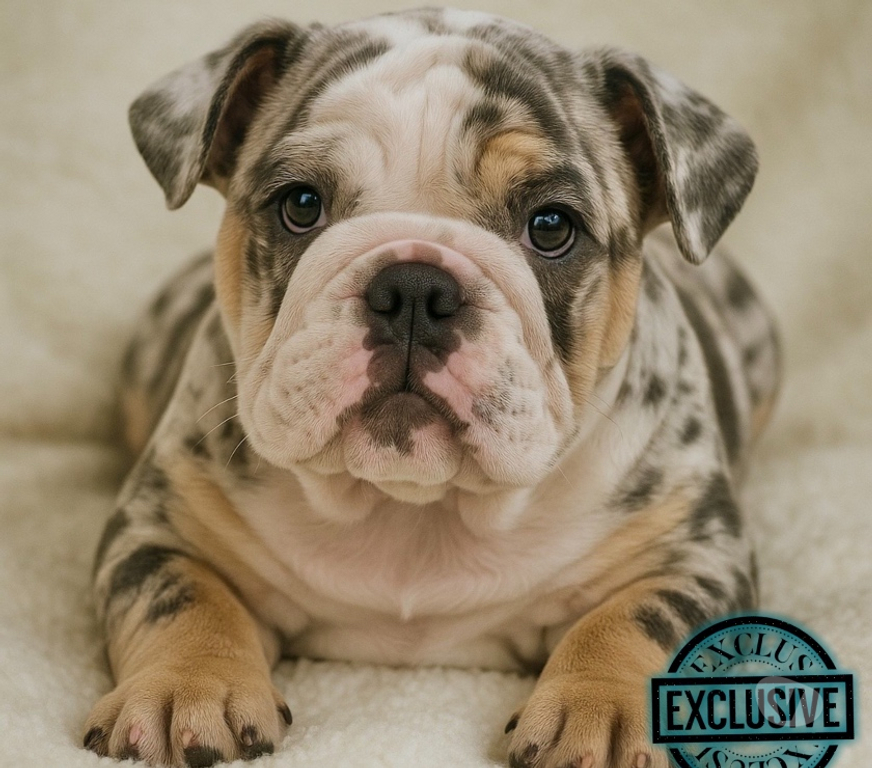 Gatos en Venta Santiago Las Condes - Fotos de Cachorros bulldog inglés & francés 949661414