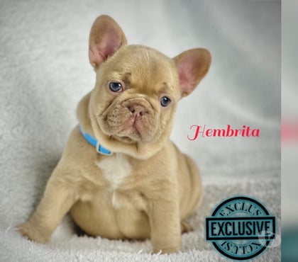 Perros en Venta Las Condes Santiago - Fotos de Cachorros bulldog inglés & francés 949661414
