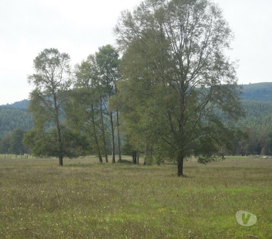 Venta de Haciendas Valdivia Paillaco - Fotos de Preciosa parcela 5,1 hás en Paillaco incluye maquinaria.