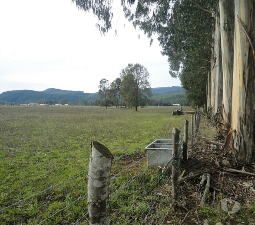 Venta de Haciendas Valdivia Paillaco - Fotos de Preciosa parcela 5,1 hás en Paillaco incluye maquinaria.