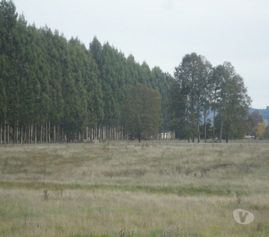 Venta de Haciendas Valdivia Paillaco - Fotos de Preciosa parcela 5,1 hás en Paillaco incluye maquinaria.