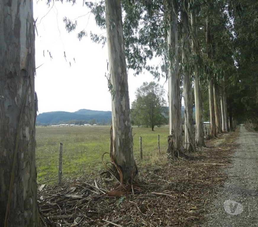 Venta de Haciendas Valdivia Paillaco - Fotos de Preciosa parcela 5,1 hás en Paillaco incluye maquinaria.