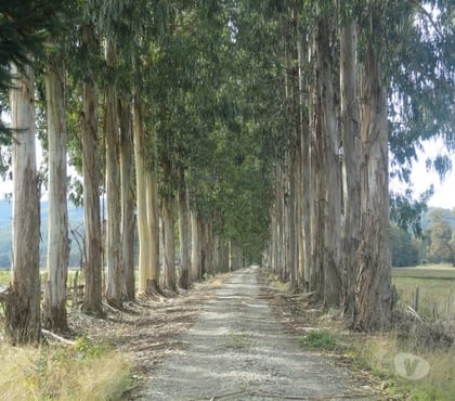 Venta de Campos Paillaco Valdivia - Fotos de Preciosa parcela 5,1 hás en Paillaco incluye maquinaria.