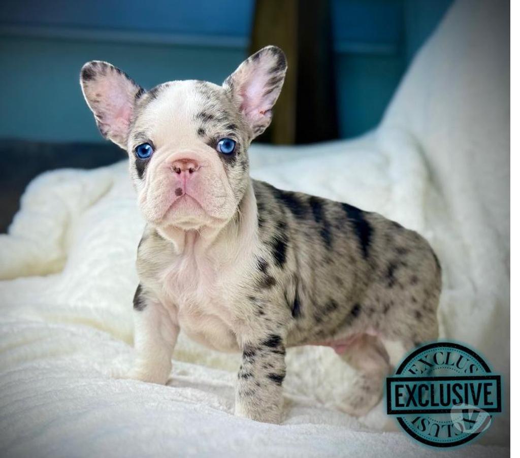 Gatos en Venta Santiago Santiago - Fotos de Cachorros bulldog inglés & francés 949661414