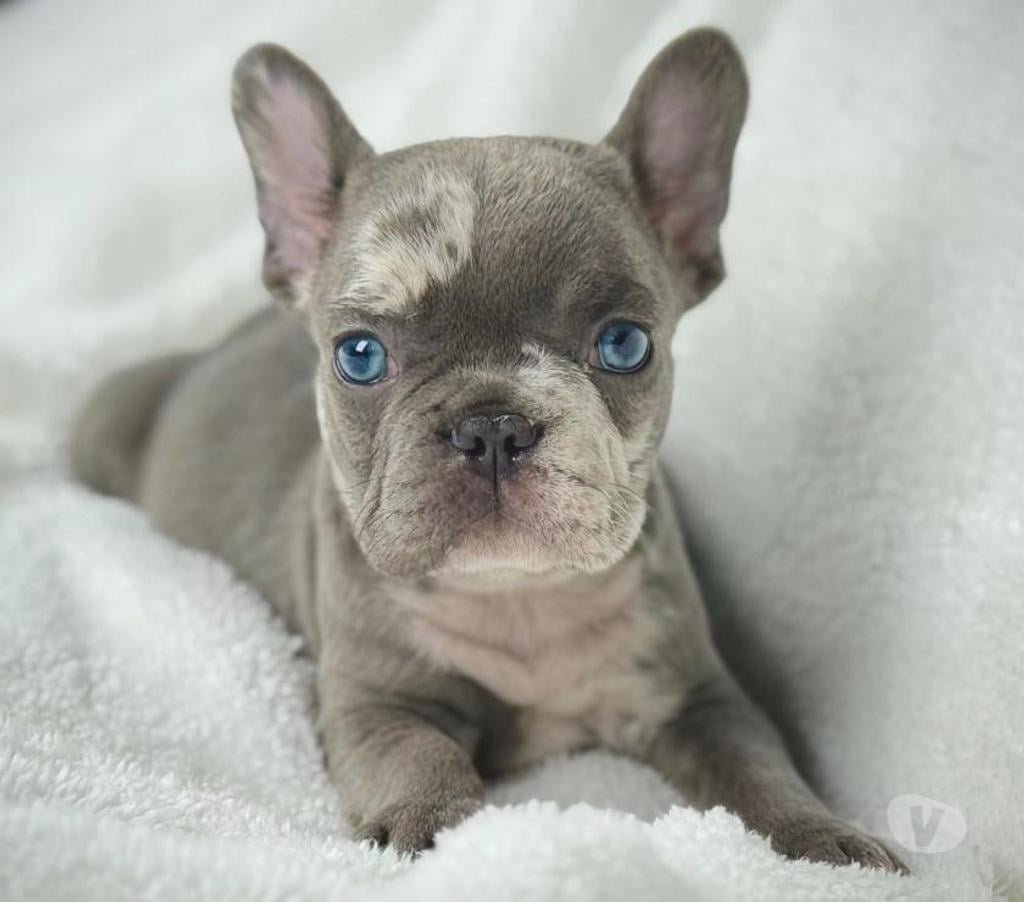 Gatos en Venta Santiago Santiago - Fotos de Cachorros bulldog inglés & francés 949661414