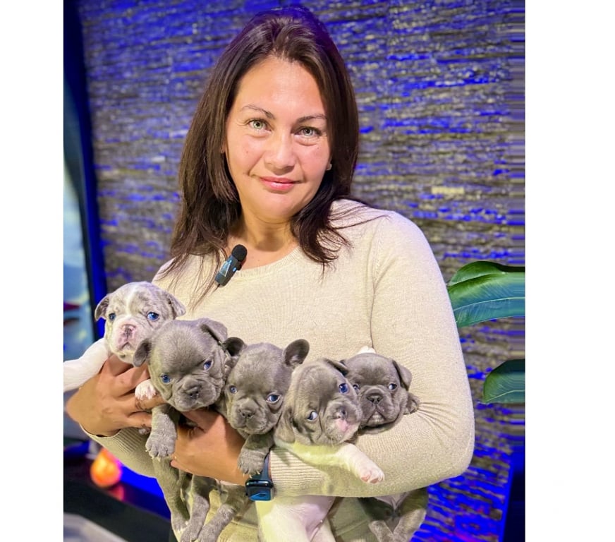 Gatos en Venta Santiago Santiago - Fotos de Cachorros bulldog inglés & francés 949661414