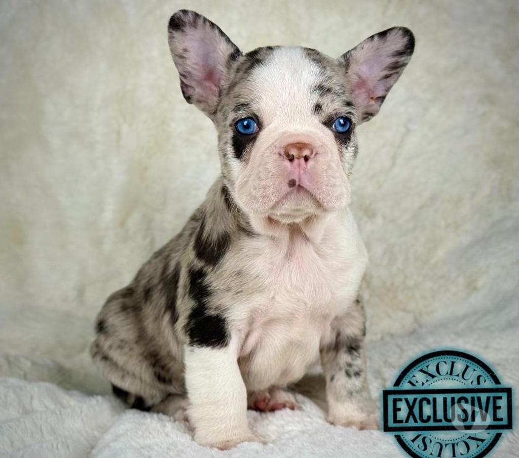 Gatos en Venta Santiago Santiago - Fotos de Cachorros bulldog inglés & francés 949661414