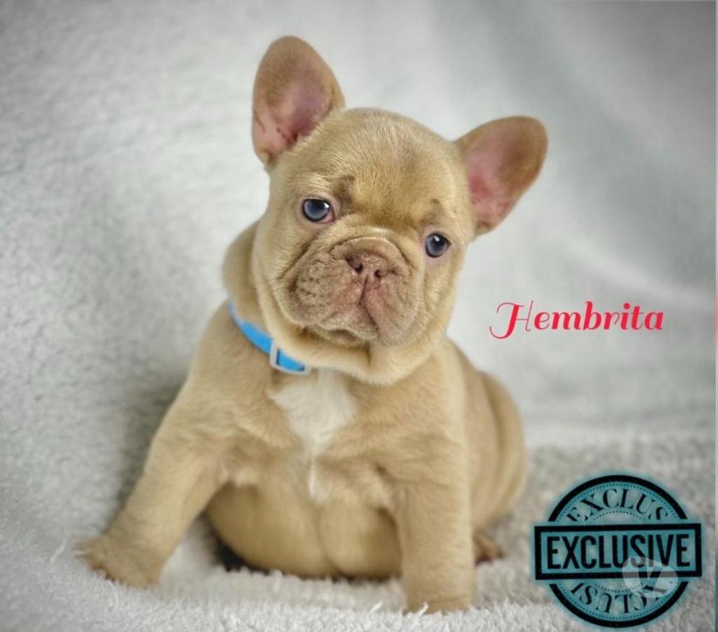 Gatos en Venta Santiago Santiago - Fotos de Cachorros bulldog inglés & francés 949661414