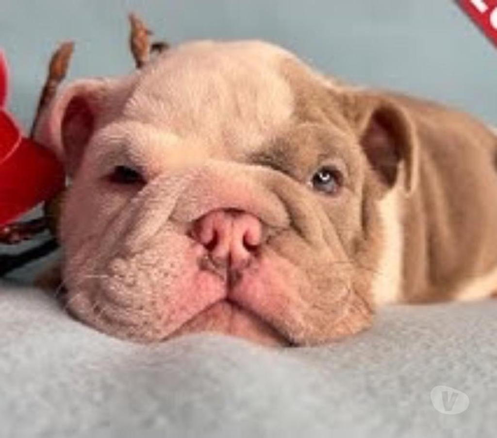 Gatos en Venta Santiago Santiago - Fotos de Cachorros bulldog inglés & francés 949661414