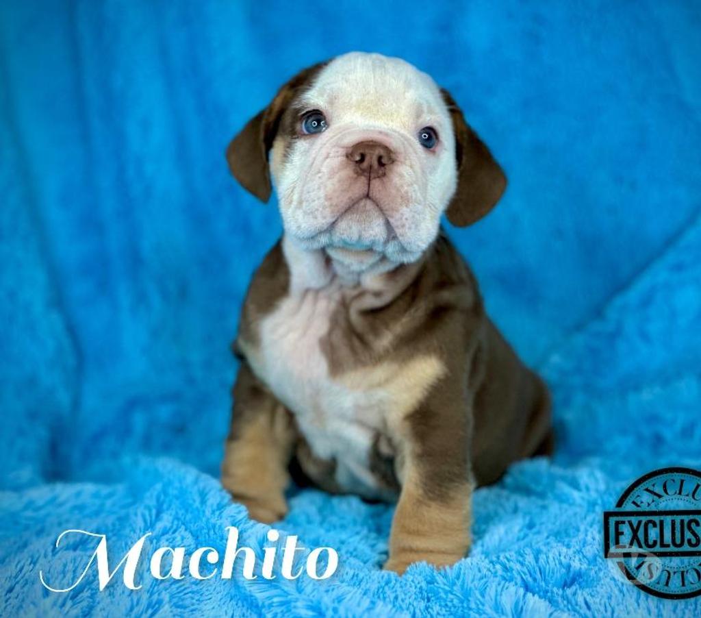 Gatos en Venta Santiago Santiago - Fotos de Cachorros bulldog inglés & francés 949661414
