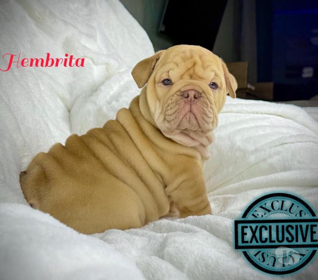 Gatos en Venta Santiago Santiago - Fotos de Cachorros bulldog inglés & francés 949661414