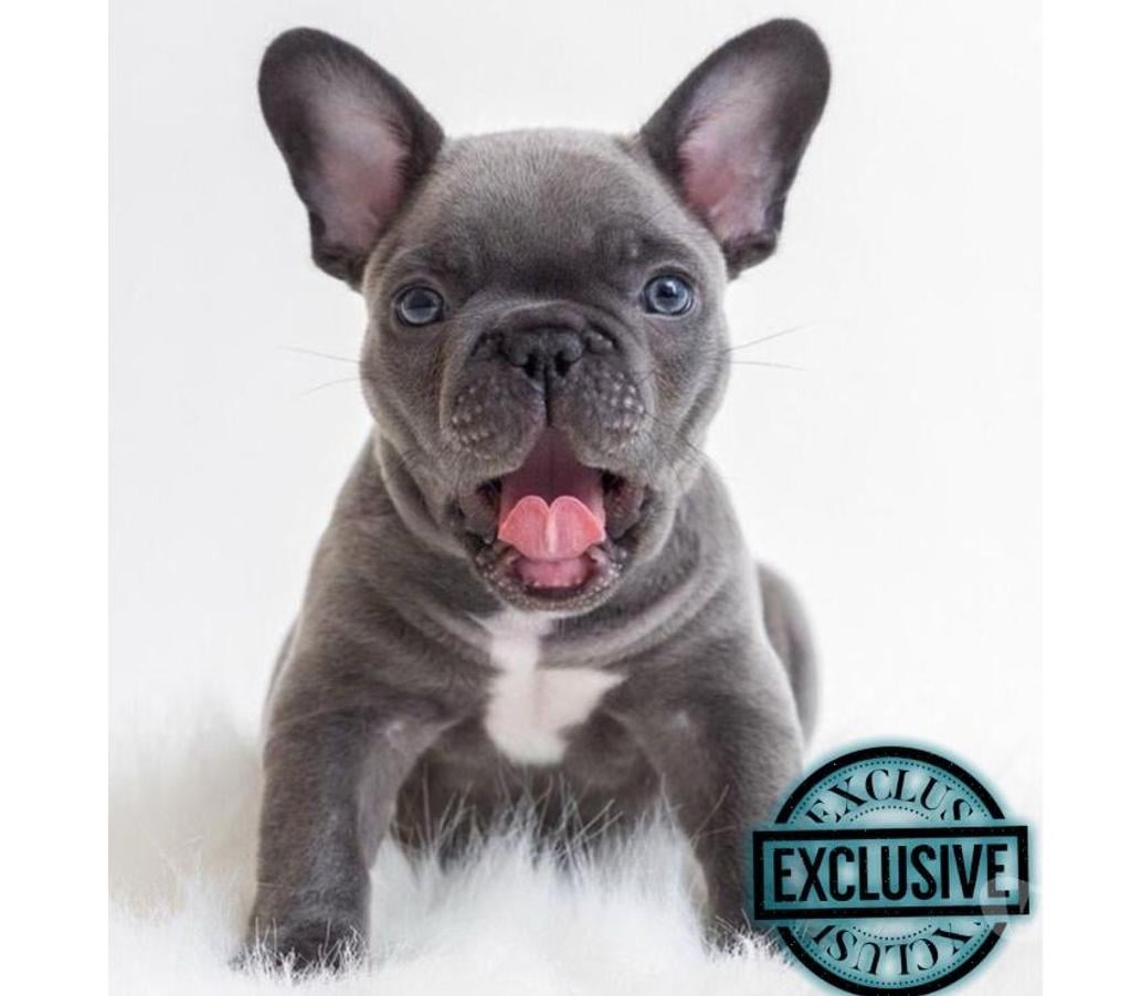 Gatos en Venta Santiago Santiago - Fotos de Cachorros bulldog inglés & francés 949661414