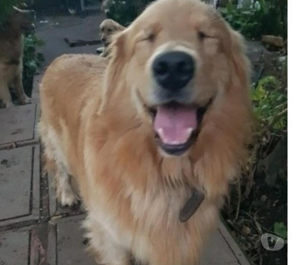 Gatos en Venta Maipo Paine - Fotos de Cachorros golden padres inscritos 490.000