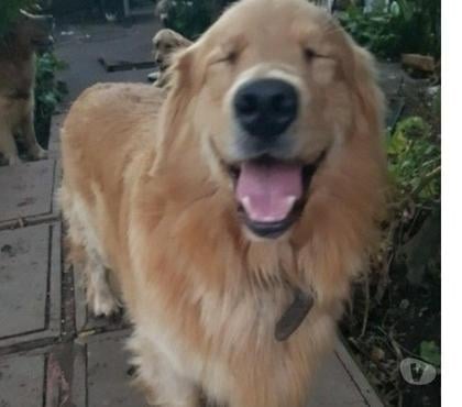 Mascotas en Venta Paine Maipo - Fotos de Cachorros golden padres inscritos 490.000