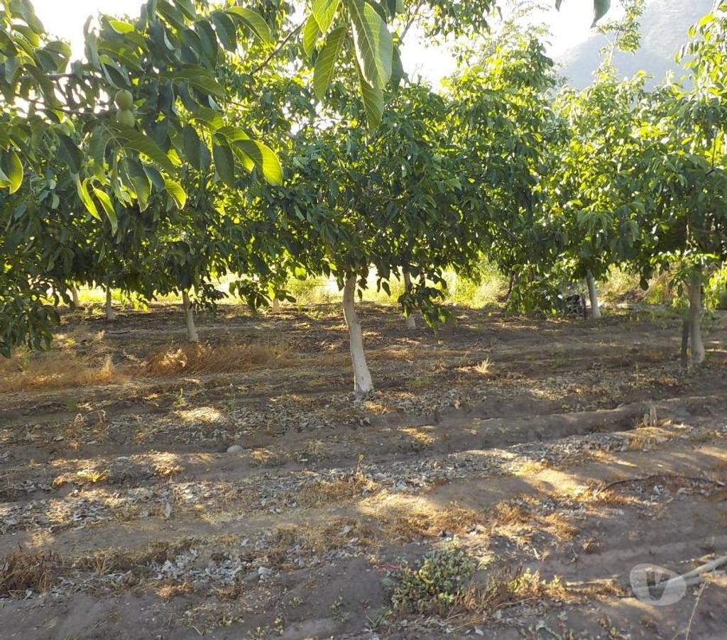 Parcelas en Venta San Felipe de Aconcagua San Felipe - Fotos de TERR. 8833 M2 100 NOGALES VENDO $ 380 MIL MENSUALES PUTAENDO