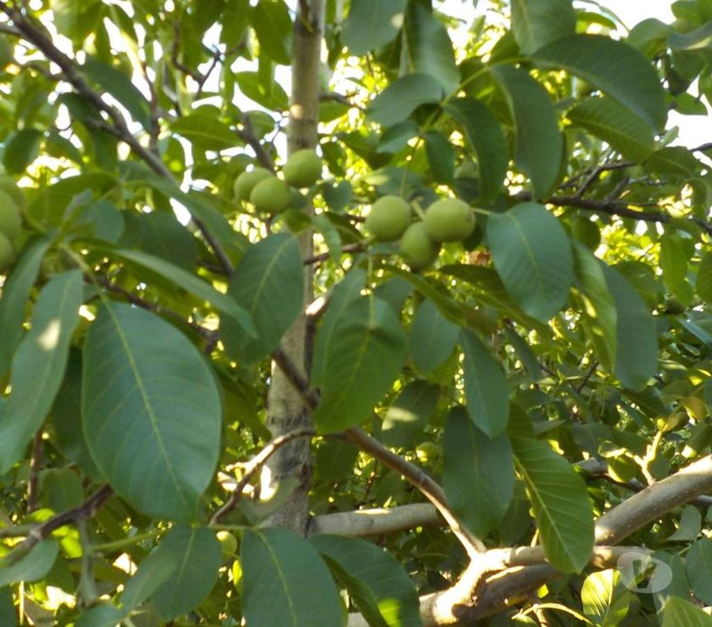 Parcelas en Venta San Felipe de Aconcagua San Felipe - Fotos de TERR. 8833 M2 100 NOGALES VENDO $ 380 MIL MENSUALES PUTAENDO