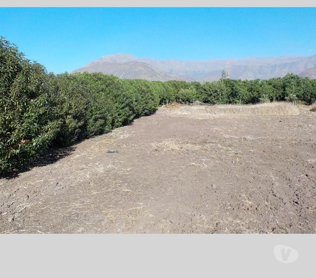 Parcelas en Venta San Felipe de Aconcagua San Felipe - Fotos de TERR. 8833 M2 100 NOGALES VENDO $ 380 MIL MENSUALES PUTAENDO