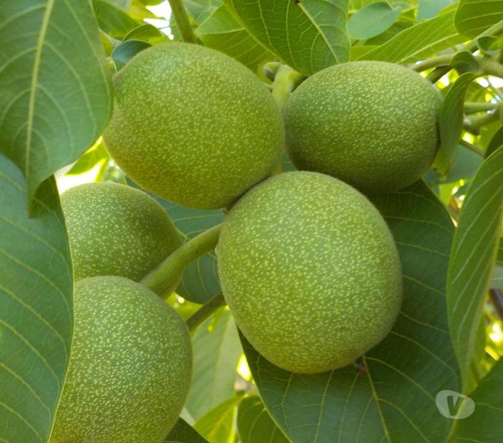 Parcelas en Venta San Felipe de Aconcagua San Felipe - Fotos de TERR. 8833 M2 100 NOGALES VENDO $ 380 MIL MENSUALES PUTAENDO