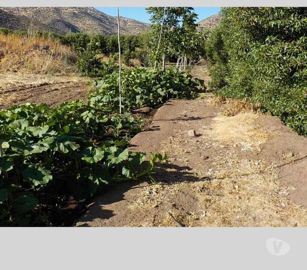 Parcelas en Venta San Felipe de Aconcagua San Felipe - Fotos de TERR. 8833 M2 100 NOGALES VENDO $ 380 MIL MENSUALES PUTAENDO