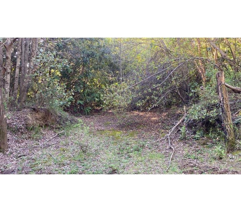 Parcelas en Venta Ñuble San Fabián - Fotos de Hermoso Terreno con árboles Nativos