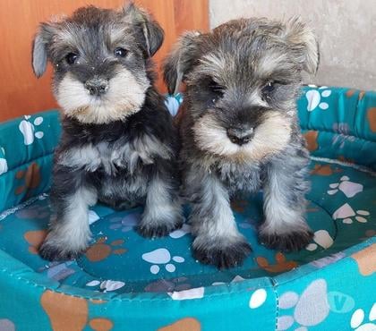 Venta de Mascotas Quillota Quillota - Fotos de SCHNAUZER MINIATURA hembrita KCC envios AVION y TERRESTRE