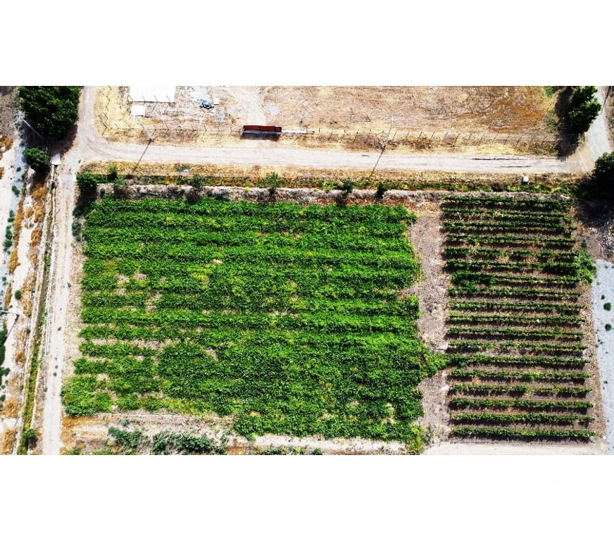 Parcelas en Venta San Felipe de Aconcagua Panquehue - Fotos de PARCELA EN PANQUEHUE