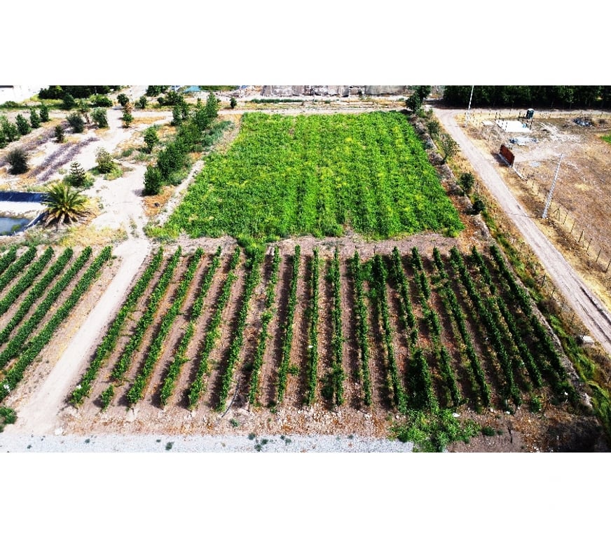 Parcelas en Venta San Felipe de Aconcagua Panquehue - Fotos de PARCELA EN PANQUEHUE