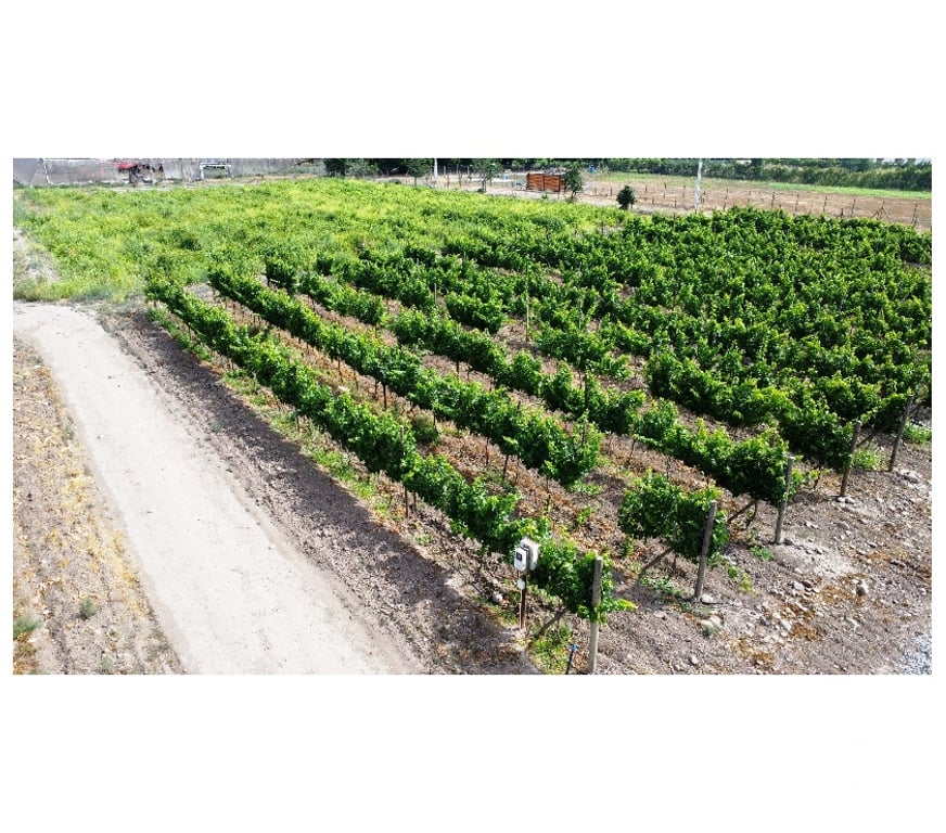 Parcelas en Venta San Felipe de Aconcagua Panquehue - Fotos de PARCELA EN PANQUEHUE