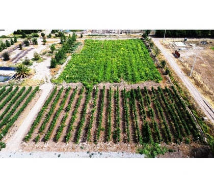 Terrenos Panquehue San Felipe de Aconcagua - Fotos de PARCELA EN PANQUEHUE