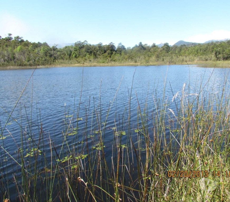 Venta de Haciendas Ranco Lago Ranco - Fotos de Espectacular Campo de 1.010 hás en Lago Ranco-Bosque Nativo