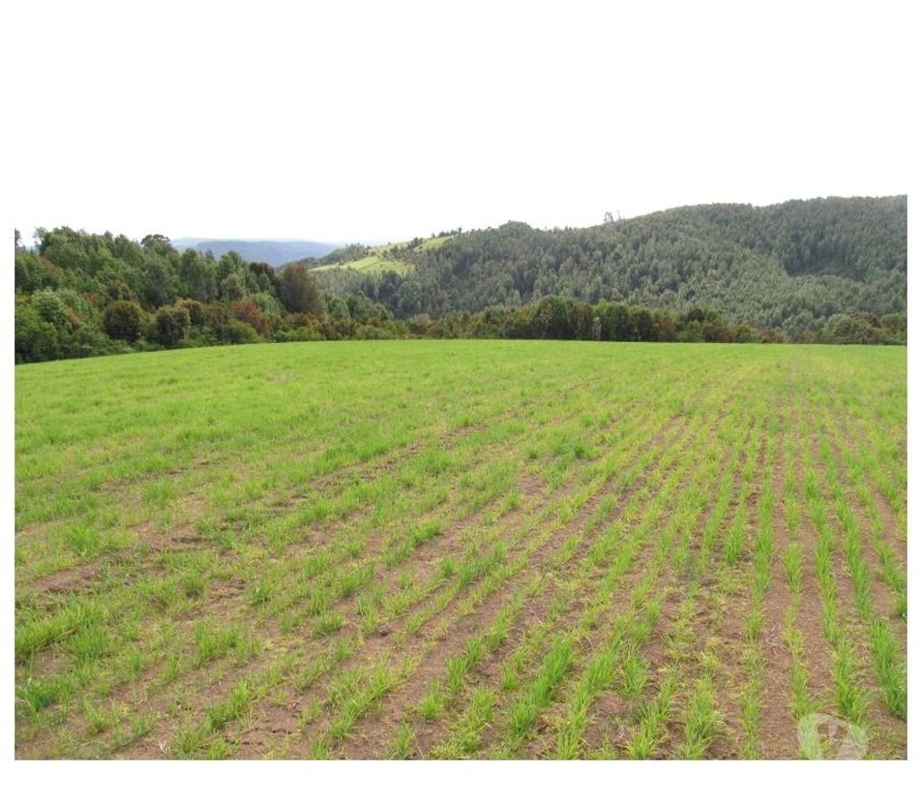 Venta de Haciendas Llanquihue Los Muermos - Fotos de Campo 60 Hectáreas...