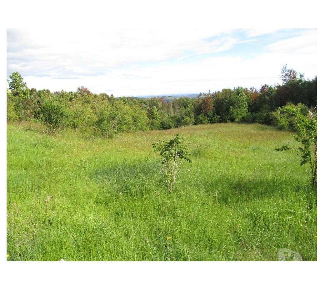 Venta de Haciendas Llanquihue Los Muermos - Fotos de Campo 60 Hectáreas...