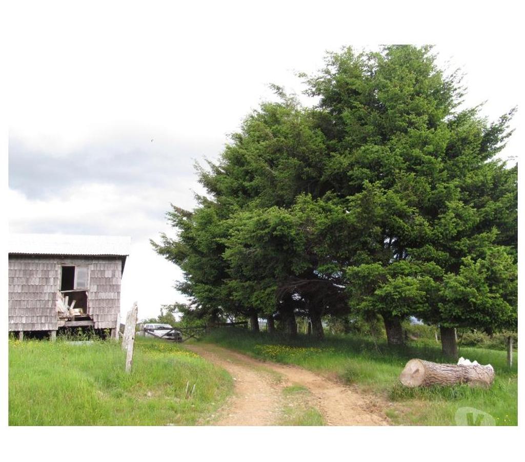 Venta de Haciendas Llanquihue Los Muermos - Fotos de Campo 60 Hectáreas...