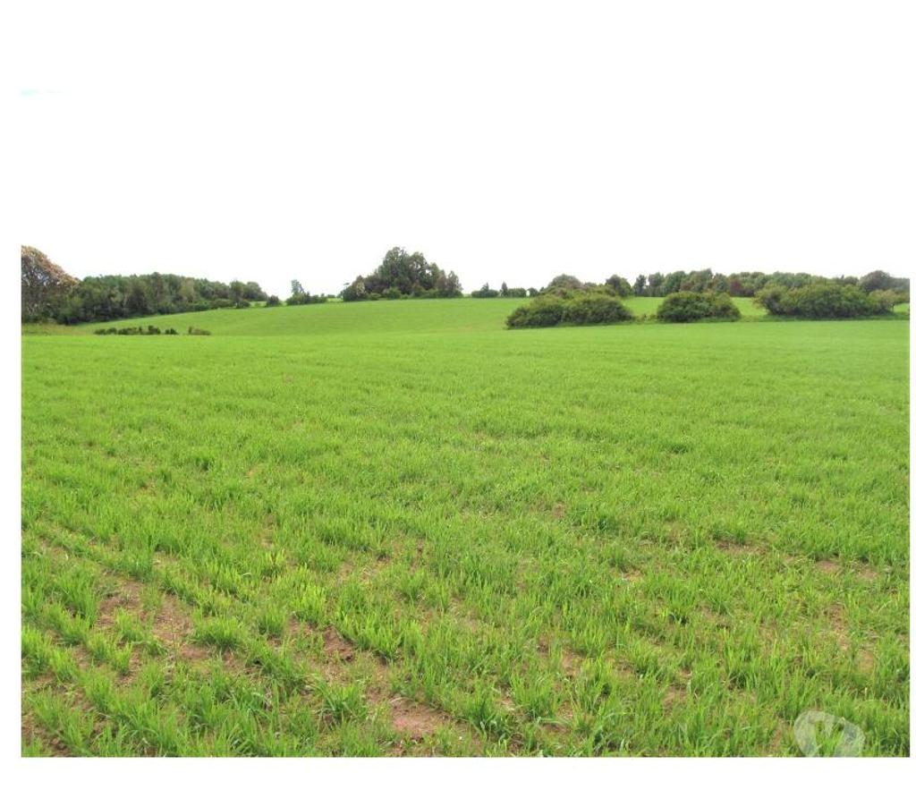 Venta de Haciendas Llanquihue Los Muermos - Fotos de Campo 60 Hectáreas...