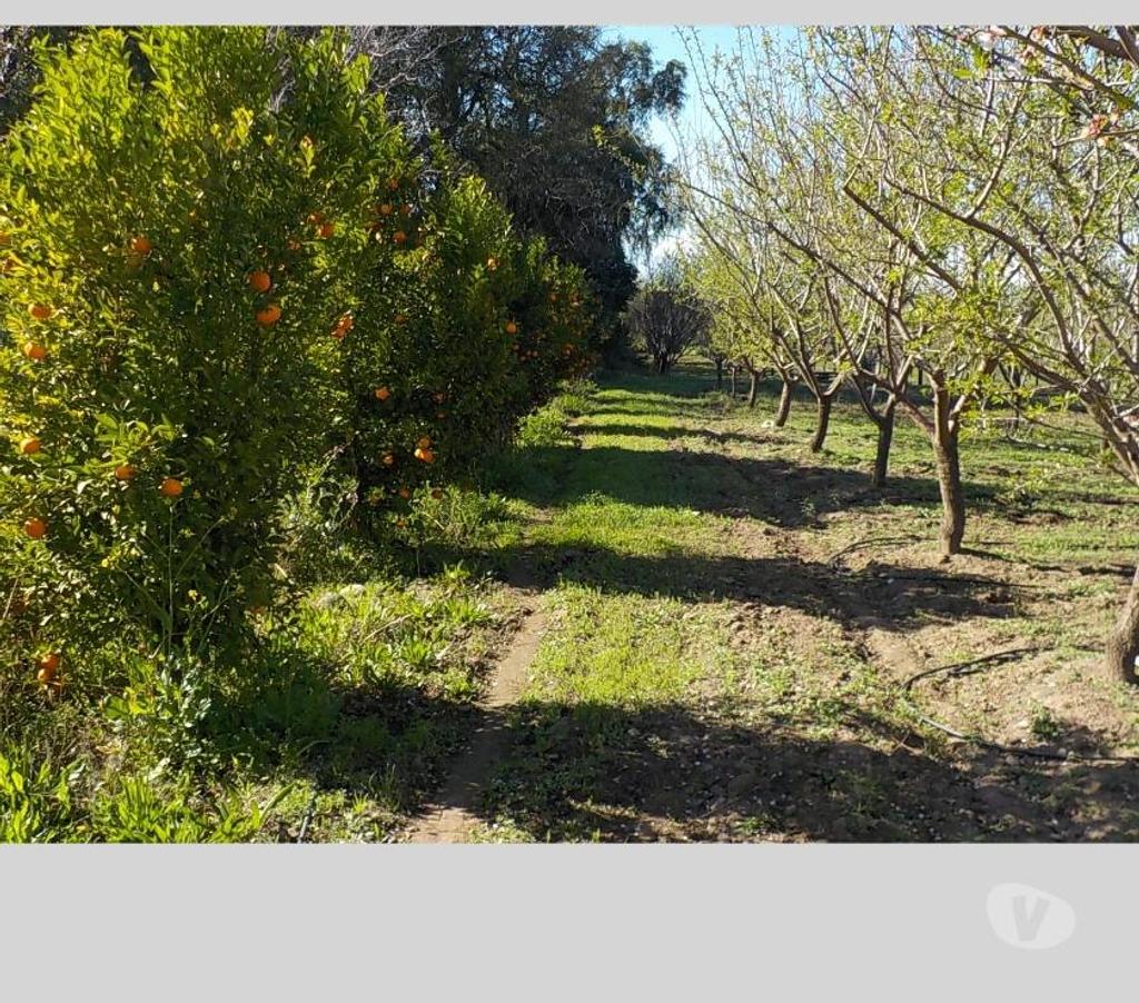 Parcelas en Venta San Felipe de Aconcagua San Felipe - Fotos de SAN FELIPE VENDO 12000 M2 CON 1000 ALMENDROS $ 160 MILLONES